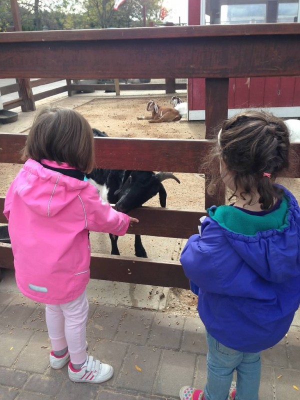 Feeding the Goats