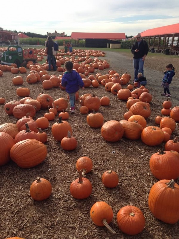 Pumpkins!